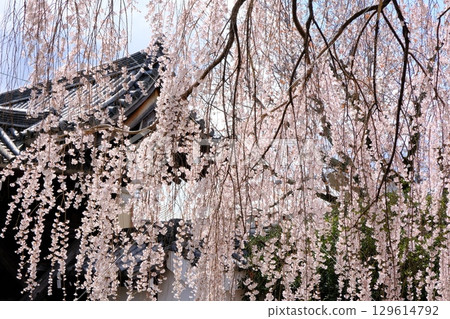 Weeping cherry blossoms at Honmanji Temple in Kyoto Weeping cherry blossoms at Honmanji Temple in Kyoto 129614792