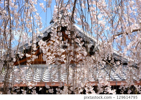 京都本滿寺的垂枝櫻花 京都本滿寺的垂枝櫻花 129614795