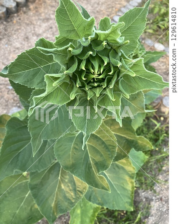 向日葵芽 129614810