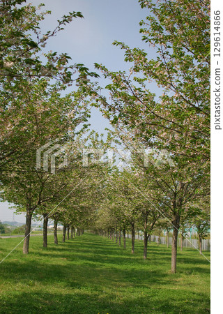新綠大道 一條街道兩旁種滿了鮮豔的新綠和八重櫻 新綠大道 一條街道兩旁種滿了鮮豔的新綠和八重櫻 129614866