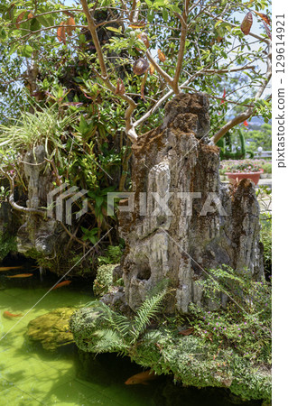An old tropical tree by a fish pond in Vietnam 129614921
