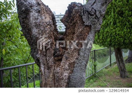 The decayed and hollowed trunk of a cherry tree in the park 129614934