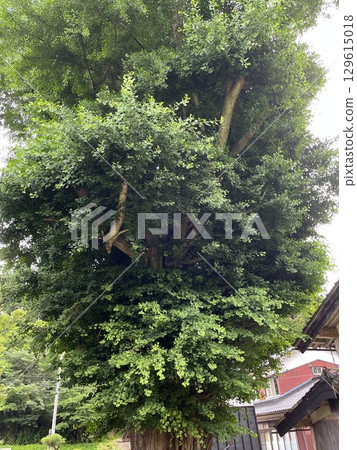 Sado Island, Niiho Ono's Large Ginkgo Tree Sado Island, Niiho Ono's Large Ginkgo Tree 129615018