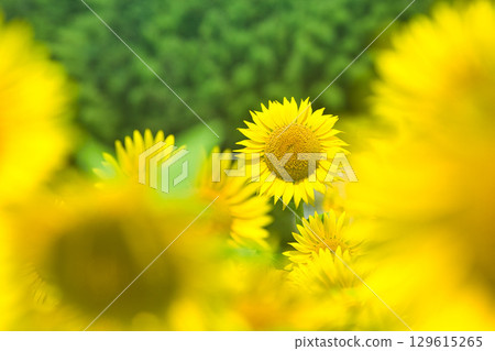 Sunflowering in summer sunflower Sunflowering in summer sunflower 129615265