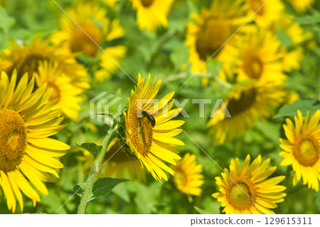 Sunflowering在夏天向日葵 129615311