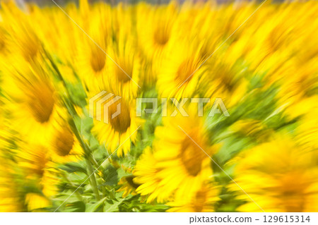 Sunflowering在夏天向日葵 129615314