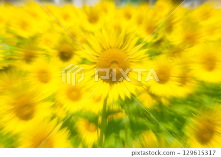 Sunflowering in summer sunflower 129615317