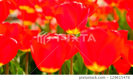 Spring color image material of tulips 129615478
