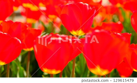 Spring color image material of tulips Spring color image material of tulips 129615479