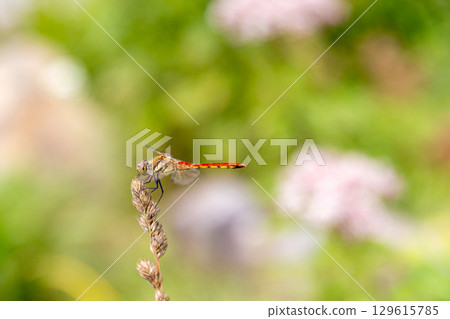 Close-up of a red dragonfly resting on the tip of a rice plant 129615785