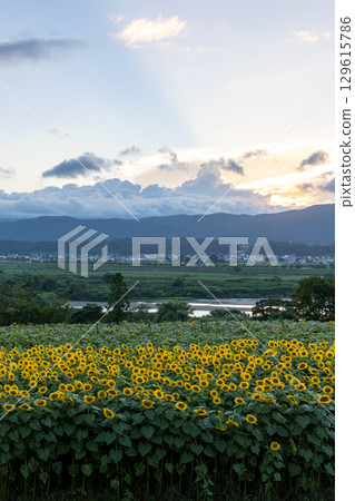 向日葵田和夏日傍晚的天空（垂直） 129615786