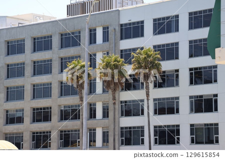 San Francisco cityscape scene with palm trees and buildings 129615854
