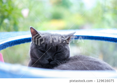 British Blue, British Shorthair cat sleeping in clear bowl on cat tree 129616075