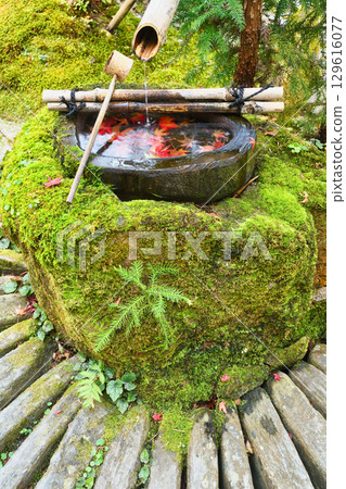 Beautiful autumn leaves at the water basin in Hourakuen, Hosen-in Temple, Ohara (Sakyo Ward, Kyoto City, Kyoto Prefecture) 129616077