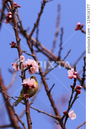 A Japanese white-eye sucking nectar from an apricot flower 129616377