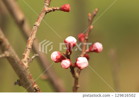 杏花盛開，預示著春天的到來 129616502