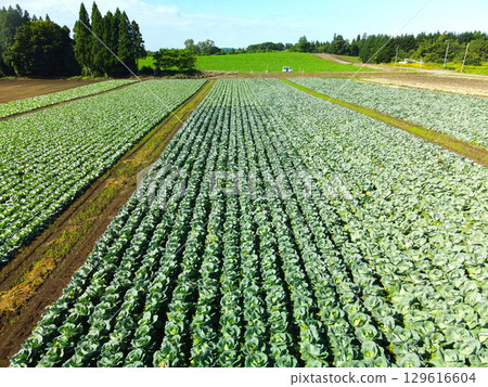 Aerial view of cabbage fields in Otobe, Hokkaido in summer 129616604