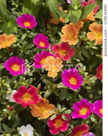 Colorful portulaca blooming in the flowerbed 129616800