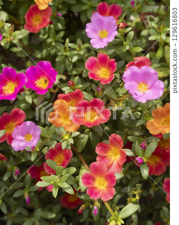 Colorful portulaca blooming in the flowerbed Colorful portulaca blooming in the flowerbed 129616803