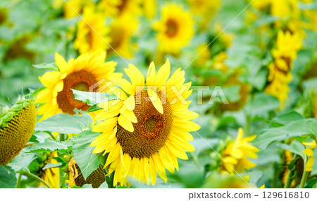Vibrant sunflower fields brighten up Hokkaido in summer Vibrant sunflower fields brighten up Hokkaido in summer 129616810