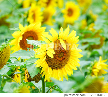 Vibrant sunflower fields brighten up Hokkaido in summer 129616812