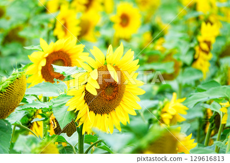 Vibrant sunflower fields brighten up Hokkaido in summer 129616813