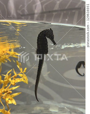 Black Seahorse 129616931