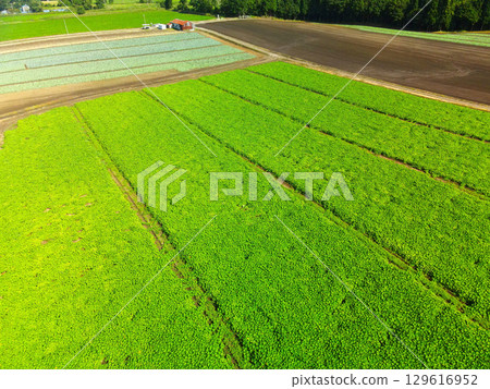 Aerial view of pumpkin fields in Otobe, Hokkaido in summer 129616952