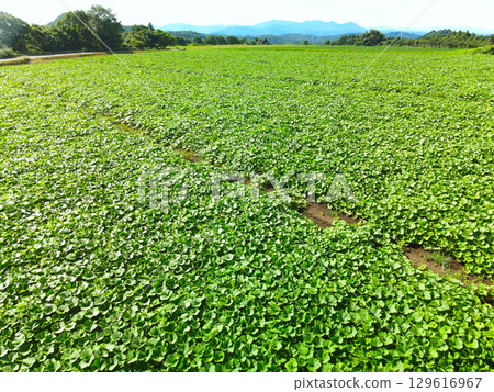 夏季北海道乙部市南瓜田的鳥瞰圖 129616967
