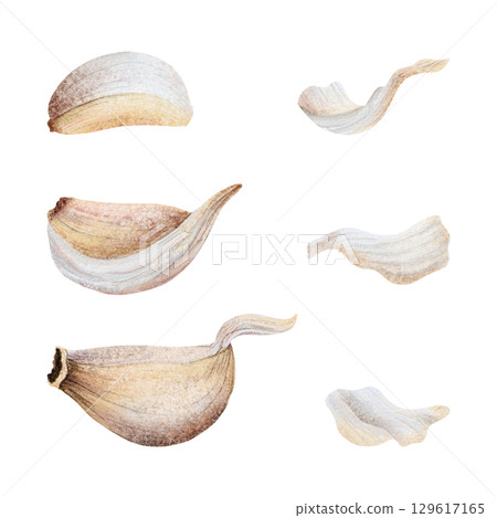 Garlic cloves and husks watercolor illustration set isolated on white. Hand drawn raw vegetable parts with skins and peels for kitchen, spicy food and culinary designs Garlic cloves and husks watercolor illustration set isolated on white. Hand drawn raw vegetable parts with skins and peels for kitchen, spicy food and culinary designs 129617165