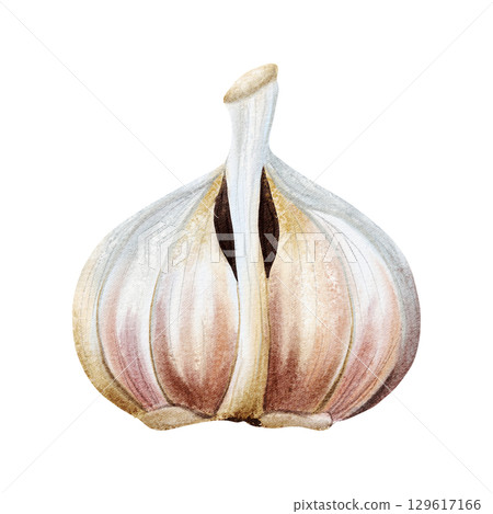 Garlic half bulb watercolor illustration isolated on white. Hand drawn realistic vegetable clip art in simple style and gray pink colors for spices, traditional medicine recipes and culinary designs Garlic half bulb watercolor illustration isolated on white. Hand drawn realistic vegetable clip art in simple style and gray pink colors for spices, traditional medicine recipes and culinary designs 129617166
