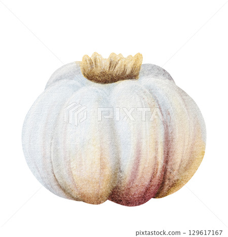 White garlic bulb watercolor isolated illustration. Hand drawn realistic raw vegetable clip art in gray pink colors for spices and culinary designs 129617167