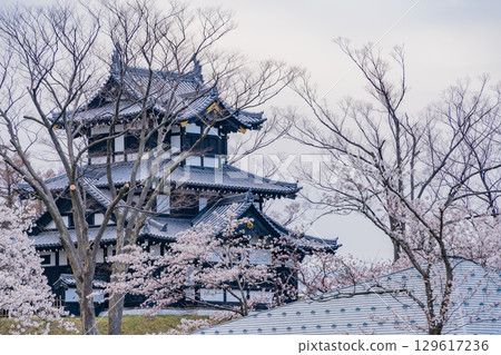 [Niigata Prefecture] Cherry blossoms blooming at Takada Castle Park 129617236