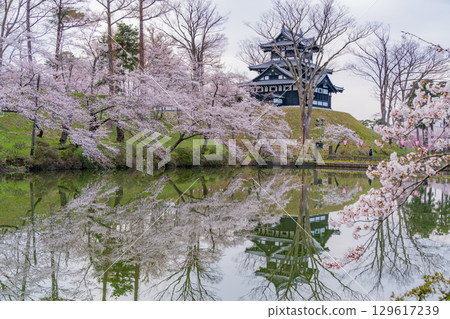 [Niigata Prefecture] Cherry blossoms blooming at Takada Castle Park 129617239