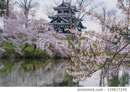 [Niigata Prefecture] Cherry blossoms blooming at Takada Castle Park 129617240