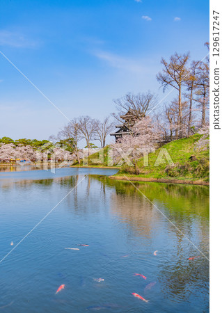 【新潟縣】高田城公園櫻花盛開 【新潟縣】高田城公園櫻花盛開 129617247