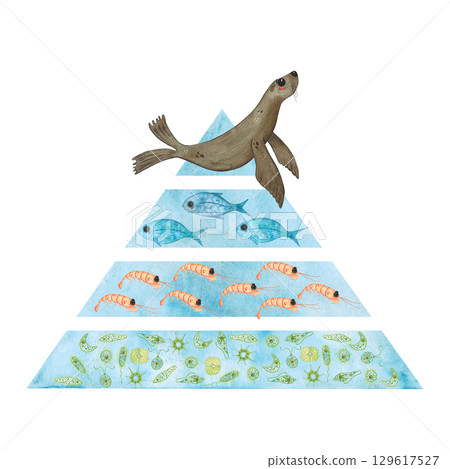 Food pyramid with a seal at the top, then fish, krill, phytoplankton. Ecological emblem for the day of pinnipeds for a poster, children's books, print. Biology, ecology, animals, ocean, heart, love 129617527