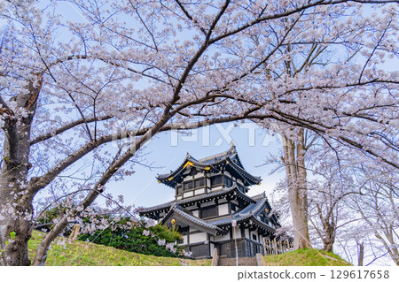 【新潟縣】高田城公園櫻花盛開 129617658