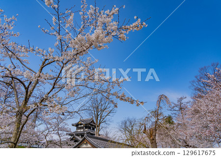 [Niigata Prefecture] Cherry blossoms blooming at Takada Castle Park 129617675