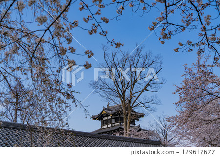 [Niigata Prefecture] Cherry blossoms blooming at Takada Castle Park 129617677