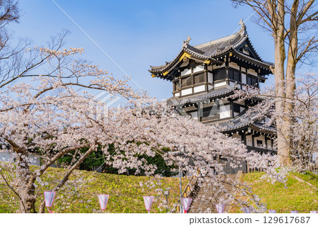 [Niigata Prefecture] Cherry blossoms blooming at Takada Castle Park 129617687