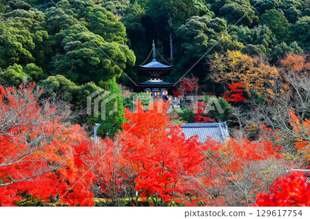 [Kyoto Prefecture] Tahoto Pagoda and Autumn Leaves at Eikando 129617754