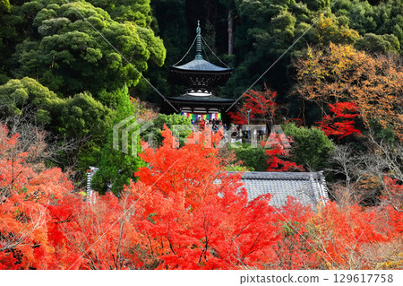 [京都府] 永觀堂的多寶塔和紅葉 129617758