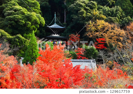 [京都府] 永觀堂的多寶塔和紅葉 129617759