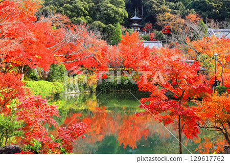 [Kyoto Prefecture] Tahoto Pagoda and Autumn Leaves at Eikando 129617762