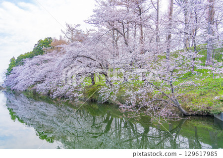 [Niigata Prefecture] Cherry blossoms blooming in the moat of Takada Castle Park 129617985