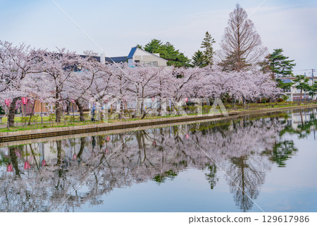 【新潟縣】高田城公園護城河櫻花盛開 【新潟縣】高田城公園護城河櫻花盛開 129617986