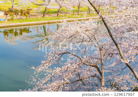 【新潟縣】高田城公園護城河櫻花盛開 【新潟縣】高田城公園護城河櫻花盛開 129617987