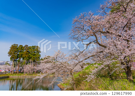 【新潟縣】高田城公園護城河櫻花盛開 【新潟縣】高田城公園護城河櫻花盛開 129617990