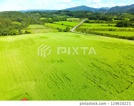 Aerial view of buckwheat fields beginning to bloom in Otobe Town, Hokkaido in summer Aerial view of buckwheat fields beginning to bloom in Otobe Town, Hokkaido in summer 129618221